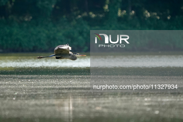 A blue heron is flying just after sunrise at the Oxbow Nature Conservancy in Lawrenceburg, Indiana, on June 13, 2024. 