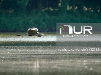 A blue heron is flying just after sunrise at the Oxbow Nature Conservancy in Lawrenceburg, Indiana, on June 13, 2024. (