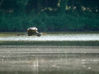 A blue heron is flying just after sunrise at the Oxbow Nature Conservancy in Lawrenceburg, Indiana, on June 13, 2024. (