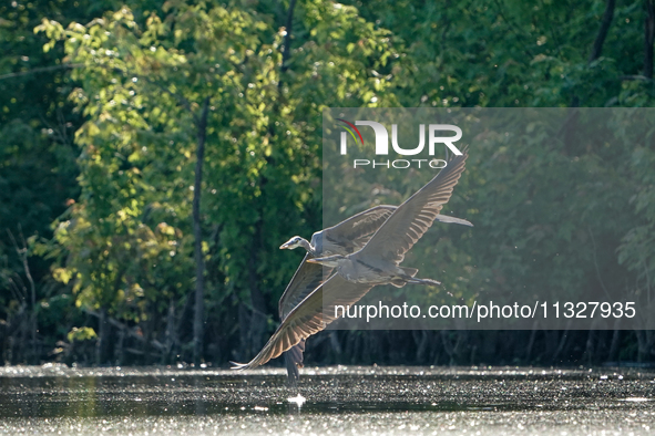 Blue herons are being seen in flight just after sunrise at the Oxbow Nature Conservancy in Lawrenceburg, Indiana, on June 13, 2024. 