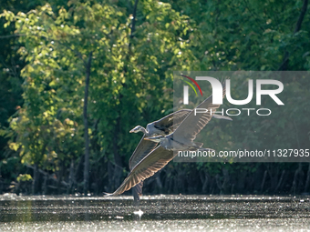 Blue herons are being seen in flight just after sunrise at the Oxbow Nature Conservancy in Lawrenceburg, Indiana, on June 13, 2024. (