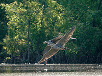 Blue herons are being seen in flight just after sunrise at the Oxbow Nature Conservancy in Lawrenceburg, Indiana, on June 13, 2024. (