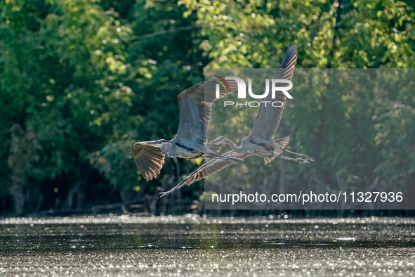 Blue herons are being seen in flight just after sunrise at the Oxbow Nature Conservancy in Lawrenceburg, Indiana, on June 13, 2024. 