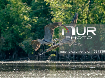 Blue herons are being seen in flight just after sunrise at the Oxbow Nature Conservancy in Lawrenceburg, Indiana, on June 13, 2024. (