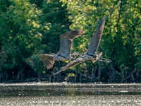 Blue herons are being seen in flight just after sunrise at the Oxbow Nature Conservancy in Lawrenceburg, Indiana, on June 13, 2024. (