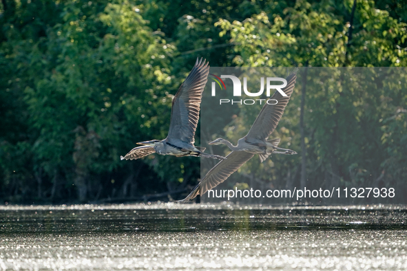 Blue herons are being seen in flight just after sunrise at the Oxbow Nature Conservancy in Lawrenceburg, Indiana, on June 13, 2024. 