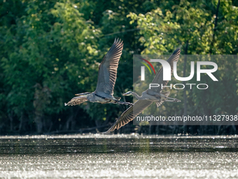 Blue herons are being seen in flight just after sunrise at the Oxbow Nature Conservancy in Lawrenceburg, Indiana, on June 13, 2024. (