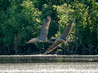 Blue herons are being seen in flight just after sunrise at the Oxbow Nature Conservancy in Lawrenceburg, Indiana, on June 13, 2024. (