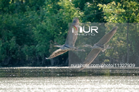 Blue herons are being seen in flight just after sunrise at the Oxbow Nature Conservancy in Lawrenceburg, Indiana, on June 13, 2024. 