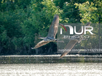 Blue herons are being seen in flight just after sunrise at the Oxbow Nature Conservancy in Lawrenceburg, Indiana, on June 13, 2024. (