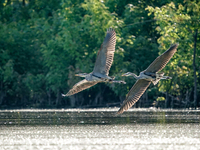 Blue herons are being seen in flight just after sunrise at the Oxbow Nature Conservancy in Lawrenceburg, Indiana, on June 13, 2024. (