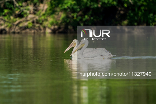 Pelicans are being seen just after sunrise at the Oxbow Nature Conservancy in Lawrenceburg, Indiana, on June 13, 2024. 