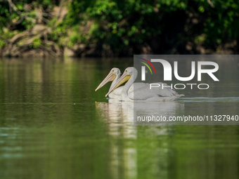 Pelicans are being seen just after sunrise at the Oxbow Nature Conservancy in Lawrenceburg, Indiana, on June 13, 2024. (