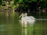 Pelicans are being seen just after sunrise at the Oxbow Nature Conservancy in Lawrenceburg, Indiana, on June 13, 2024. (