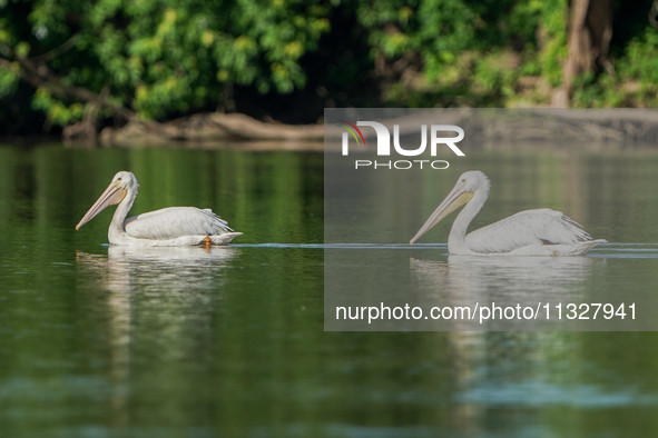 Pelicans are being seen just after sunrise at the Oxbow Nature Conservancy in Lawrenceburg, Indiana, on June 13, 2024. 