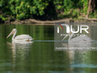 Pelicans are being seen just after sunrise at the Oxbow Nature Conservancy in Lawrenceburg, Indiana, on June 13, 2024. (