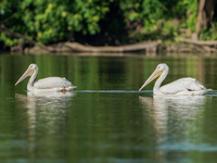 Pelicans are being seen just after sunrise at the Oxbow Nature Conservancy in Lawrenceburg, Indiana, on June 13, 2024. (