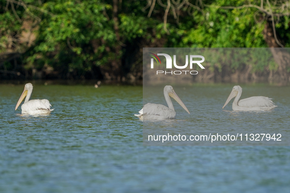 Pelicans are being seen just after sunrise at the Oxbow Nature Conservancy in Lawrenceburg, Indiana, on June 13, 2024. 