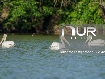 Pelicans are being seen just after sunrise at the Oxbow Nature Conservancy in Lawrenceburg, Indiana, on June 13, 2024. (