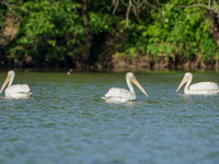 Pelicans are being seen just after sunrise at the Oxbow Nature Conservancy in Lawrenceburg, Indiana, on June 13, 2024. (