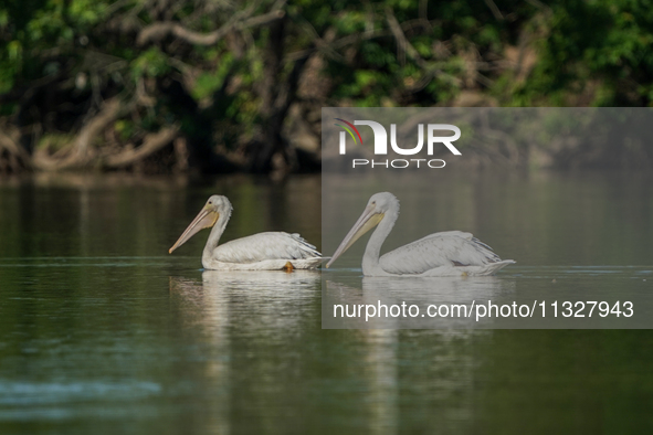 Pelicans are being seen just after sunrise at the Oxbow Nature Conservancy in Lawrenceburg, Indiana, on June 13, 2024. 