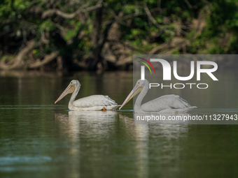 Pelicans are being seen just after sunrise at the Oxbow Nature Conservancy in Lawrenceburg, Indiana, on June 13, 2024. (