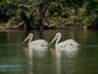 Pelicans are being seen just after sunrise at the Oxbow Nature Conservancy in Lawrenceburg, Indiana, on June 13, 2024. (