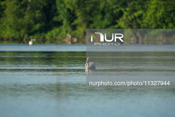 A pelican is being seen just after sunrise at the Oxbow Nature Conservancy in Lawrenceburg, Indiana, on June 13, 2024. 