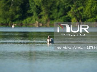 A pelican is being seen just after sunrise at the Oxbow Nature Conservancy in Lawrenceburg, Indiana, on June 13, 2024. (