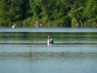 A pelican is being seen just after sunrise at the Oxbow Nature Conservancy in Lawrenceburg, Indiana, on June 13, 2024. (