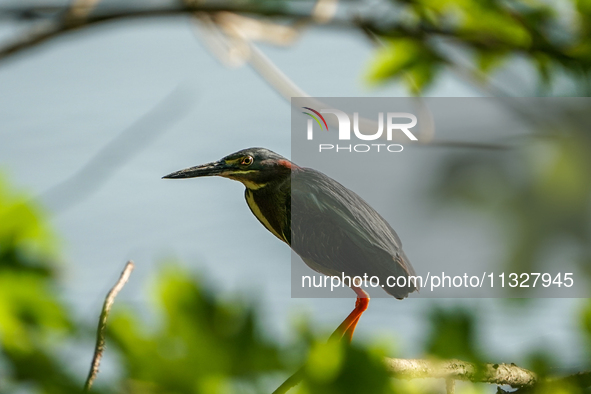 A green heron is being seen just after sunrise at the Oxbow Nature Conservancy in Lawrenceburg, Indiana, on June 13, 2024. 