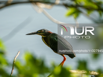 A green heron is being seen just after sunrise at the Oxbow Nature Conservancy in Lawrenceburg, Indiana, on June 13, 2024. (