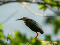 A green heron is being seen just after sunrise at the Oxbow Nature Conservancy in Lawrenceburg, Indiana, on June 13, 2024. (