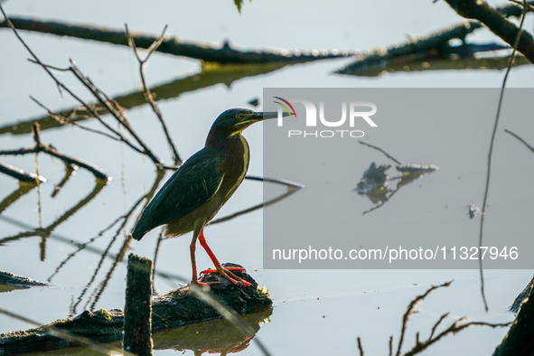 A green heron is being seen just after sunrise at the Oxbow Nature Conservancy in Lawrenceburg, Indiana, on June 13, 2024. 