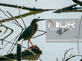 A green heron is being seen just after sunrise at the Oxbow Nature Conservancy in Lawrenceburg, Indiana, on June 13, 2024. (