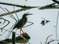 A green heron is being seen just after sunrise at the Oxbow Nature Conservancy in Lawrenceburg, Indiana, on June 13, 2024. (