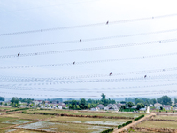 Power supply workers are carrying out acceptance work on a new 500-kilovolt transmission line in Nanjing, Jiangsu province, China, on June 1...