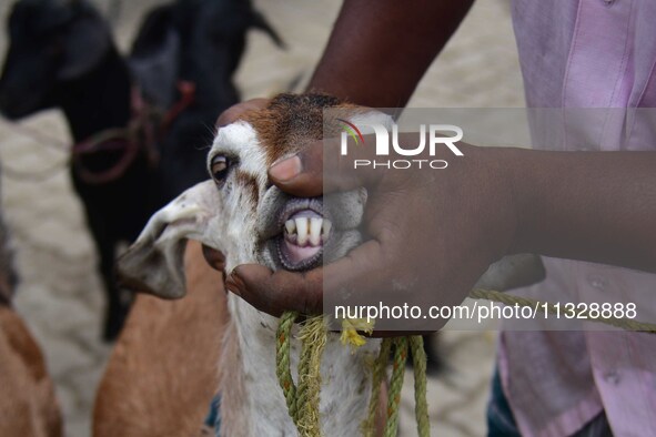 A livestock vendor is opening the mouth of a goat to check its age at a livestock market, ahead of the Eid al-Adha festival in Nagaon Distri...