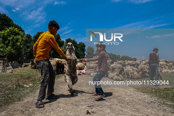 Kashmiri boys are helping shepherds take sheep towards the River Jhelum for cleaning after selling them in a livestock market ahead of the M...