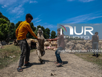 Kashmiri boys are helping shepherds take sheep towards the River Jhelum for cleaning after selling them in a livestock market ahead of the M...