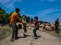 Kashmiri boys are helping shepherds take sheep towards the River Jhelum for cleaning after selling them in a livestock market ahead of the M...