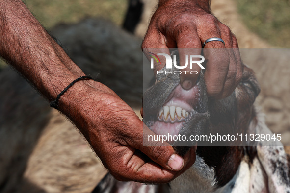 A shepherd is showing the teeth of a sheep to a customer at a livestock market ahead of the Muslim festival Eid-Ul-Adha in Sopore, Jammu and...