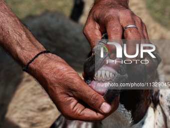 A shepherd is showing the teeth of a sheep to a customer at a livestock market ahead of the Muslim festival Eid-Ul-Adha in Sopore, Jammu and...