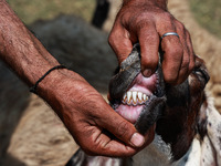 A shepherd is showing the teeth of a sheep to a customer at a livestock market ahead of the Muslim festival Eid-Ul-Adha in Sopore, Jammu and...