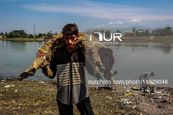 Shepherds are taking sheep towards the river Jhelum for cleaning purposes before selling them in a livestock market ahead of the Muslim fest...