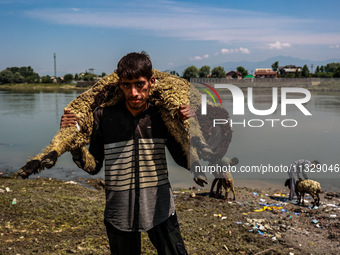 Shepherds are taking sheep towards the river Jhelum for cleaning purposes before selling them in a livestock market ahead of the Muslim fest...