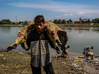 Shepherds are taking sheep towards the river Jhelum for cleaning purposes before selling them in a livestock market ahead of the Muslim fest...