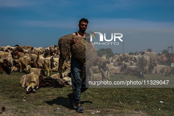 Shepherds are taking sheep towards the river Jhelum for cleaning purposes before selling them in a livestock market ahead of the Muslim fest...