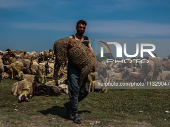 Shepherds are taking sheep towards the river Jhelum for cleaning purposes before selling them in a livestock market ahead of the Muslim fest...