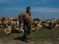 Shepherds are taking sheep towards the river Jhelum for cleaning purposes before selling them in a livestock market ahead of the Muslim fest...